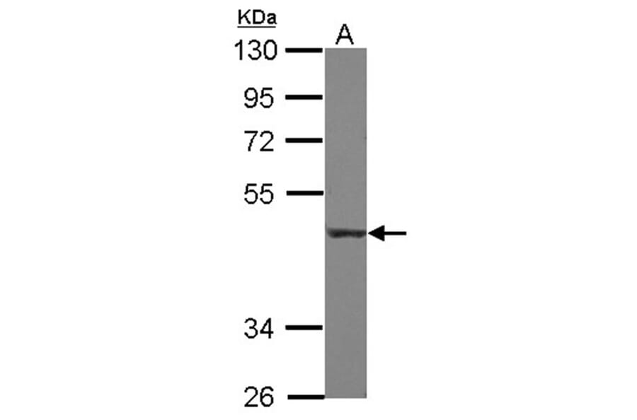 CD55 antibody from Signalway Antibody (22513) - Antibodies.com