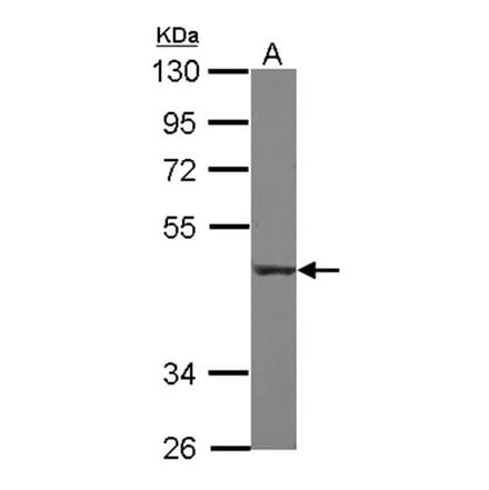 CD55 antibody from Signalway Antibody (22513) - Antibodies.com