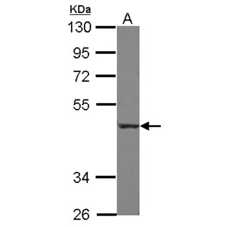 CD55 antibody from Signalway Antibody (22513) - Antibodies.com