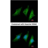 Immunofluorescence - CD55 antibody from Signalway Antibody (22513) - Antibodies.com