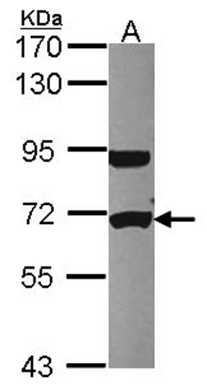 Sample (30 µg of whole cell lysate)  HCT116 7.5% SDS PAGE Primary antibody diluted at 1: 1000