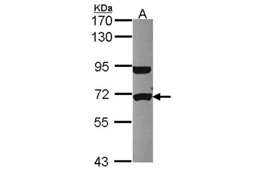 UTP6 antibody from Signalway Antibody (22514) - Antibodies.com