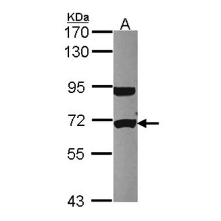 UTP6 antibody from Signalway Antibody (22514) - Antibodies.com