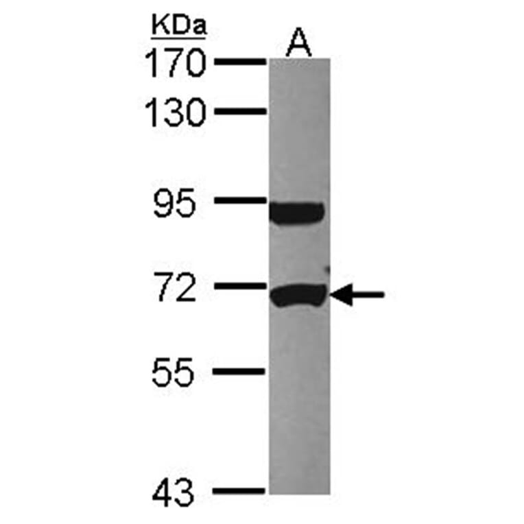 UTP6 antibody from Signalway Antibody (22514) - Antibodies.com