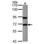 UTP6 antibody from Signalway Antibody (22514) - Antibodies.com