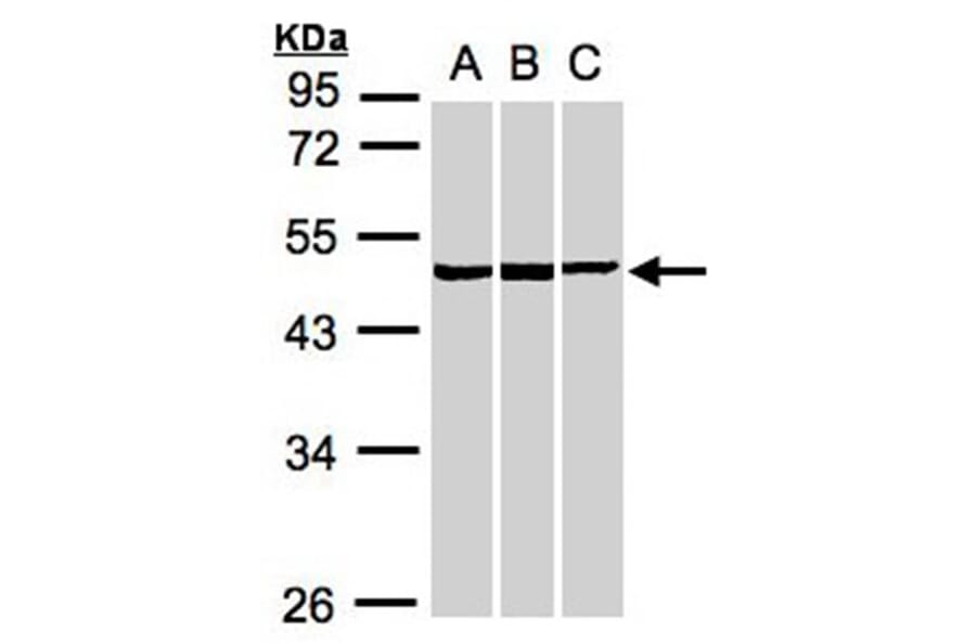 BZW2 antibody from Signalway Antibody (22515) - Antibodies.com