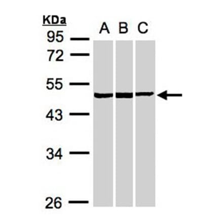 BZW2 antibody from Signalway Antibody (22515) - Antibodies.com