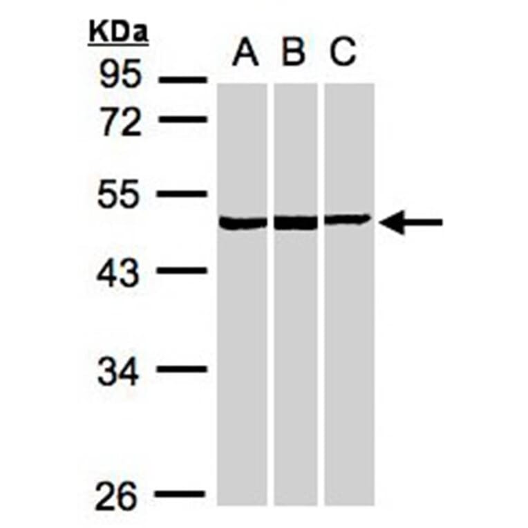 BZW2 antibody from Signalway Antibody (22515) - Antibodies.com