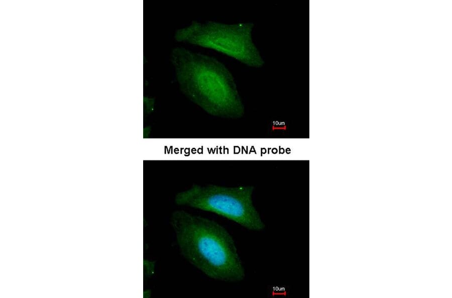 Immunofluorescence - BZW2 antibody from Signalway Antibody (22515) - Antibodies.com