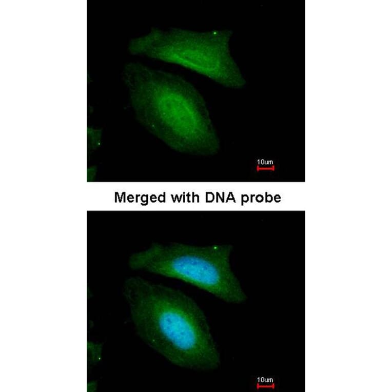 Immunofluorescence - BZW2 antibody from Signalway Antibody (22515) - Antibodies.com