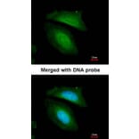 Immunofluorescence - BZW2 antibody from Signalway Antibody (22515) - Antibodies.com