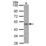 IPMK antibody from Signalway Antibody (22522) - Antibodies.com