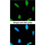 Immunofluorescence - IPMK antibody from Signalway Antibody (22522) - Antibodies.com