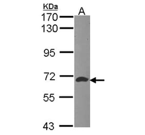 ATIC antibody from Signalway Antibody (22591) - Antibodies.com