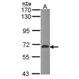 ATIC antibody from Signalway Antibody (22591) - Antibodies.com