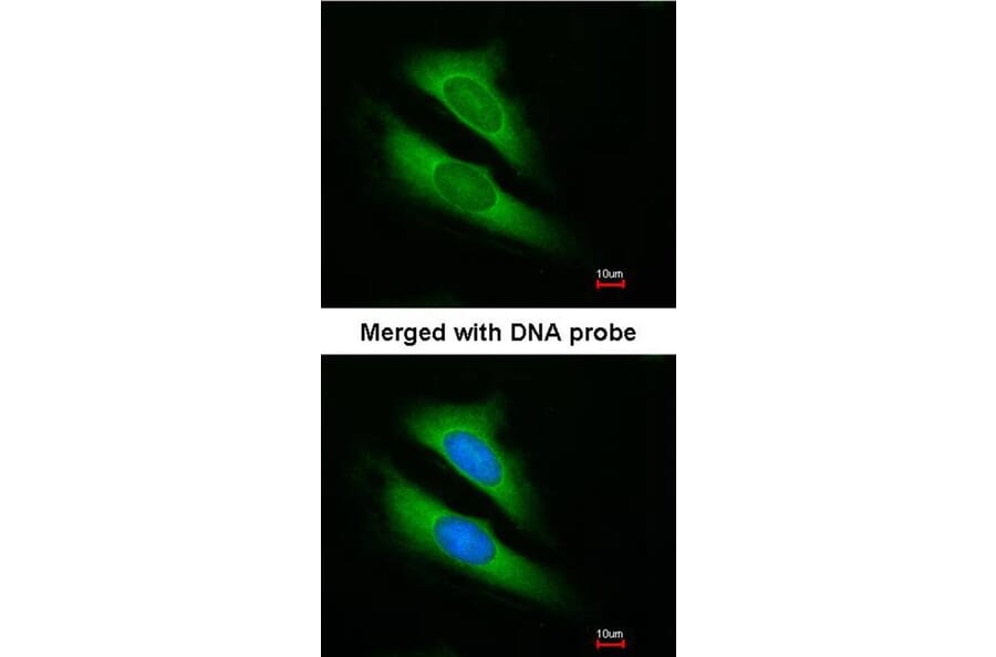 Immunofluorescence - ATIC antibody from Signalway Antibody (22591) - Antibodies.com