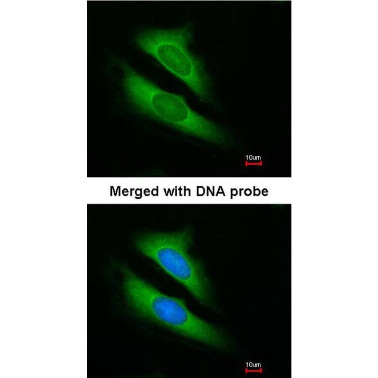 Immunofluorescence - ATIC antibody from Signalway Antibody (22591) - Antibodies.com