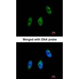 Immunofluorescence - ELP3 antibody from Signalway Antibody (22597) - Antibodies.com
