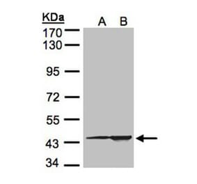 CMAS antibody from Signalway Antibody (22683) - Antibodies.com