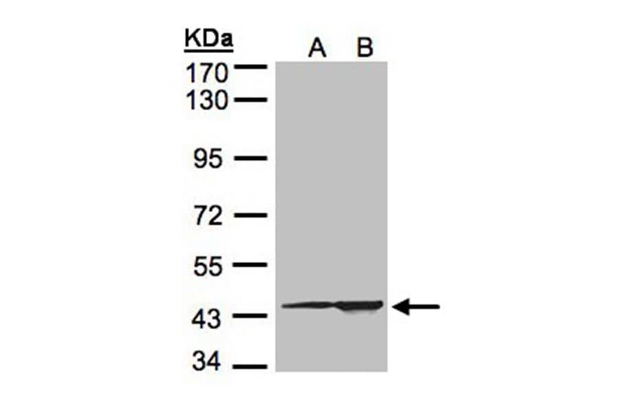 CMAS antibody from Signalway Antibody (22683) - Antibodies.com
