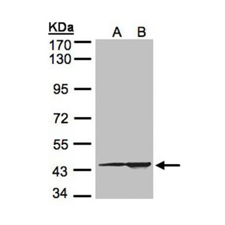 CMAS antibody from Signalway Antibody (22683) - Antibodies.com