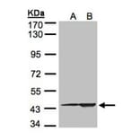 CMAS antibody from Signalway Antibody (22683) - Antibodies.com