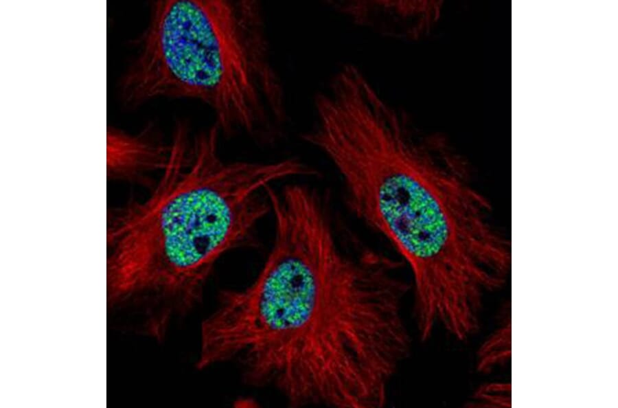 CMAS antibody from Signalway Antibody (22683) - Antibodies.com