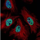 CMAS antibody from Signalway Antibody (22683) - Antibodies.com