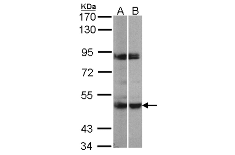 PRAK antibody from Signalway Antibody (22757) - Antibodies.com