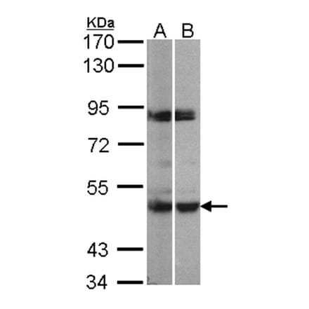 PRAK antibody from Signalway Antibody (22757) - Antibodies.com