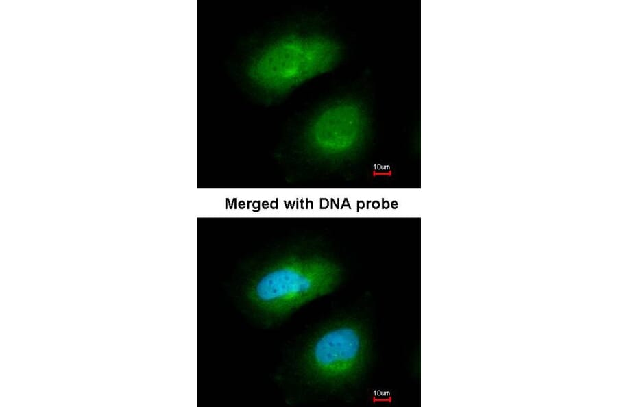 Immunofluorescence - PRAK antibody from Signalway Antibody (22757) - Antibodies.com