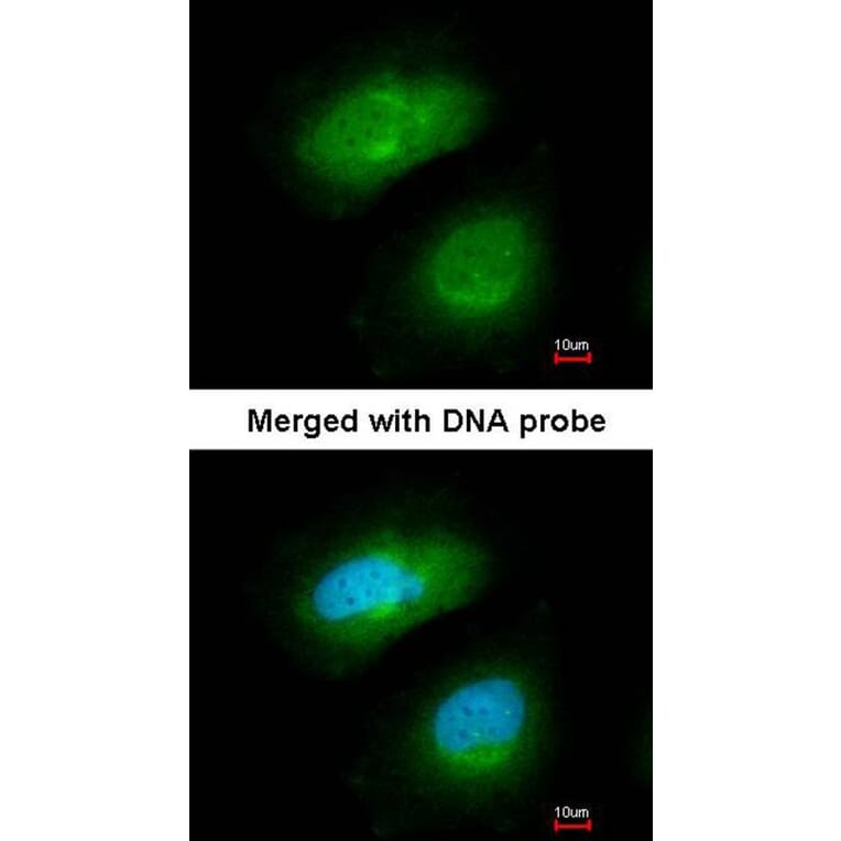 Immunofluorescence - PRAK antibody from Signalway Antibody (22757) - Antibodies.com