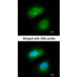 Immunofluorescence - PRAK antibody from Signalway Antibody (22757) - Antibodies.com