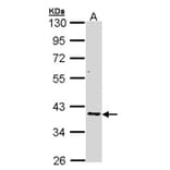 AKR7 antibody from Signalway Antibody (22774) - Antibodies.com