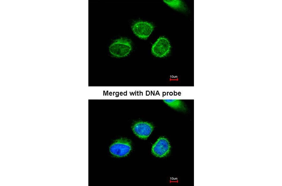 Immunofluorescence - AKR7 antibody from Signalway Antibody (22774) - Antibodies.com
