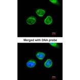 Immunofluorescence - AKR7 antibody from Signalway Antibody (22774) - Antibodies.com
