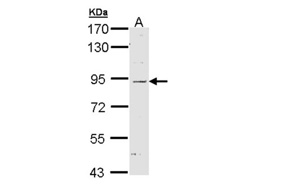Nod1 antibody from Signalway Antibody (22788) - Antibodies.com