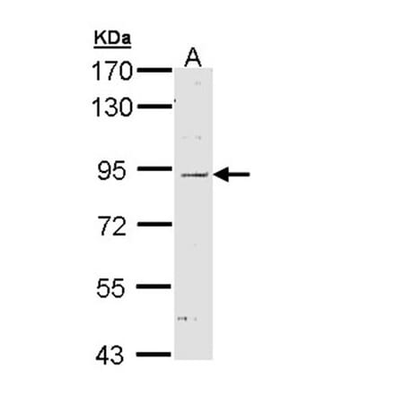 Nod1 antibody from Signalway Antibody (22788) - Antibodies.com