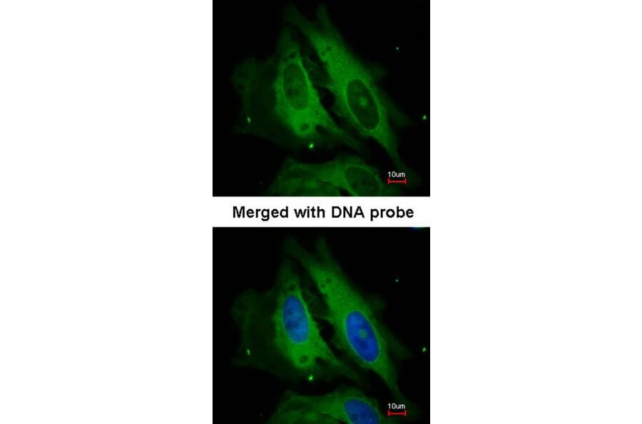 Immunofluorescence - Nod1 antibody from Signalway Antibody (22788) - Antibodies.com
