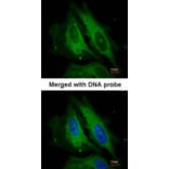 Immunofluorescence - Nod1 antibody from Signalway Antibody (22788) - Antibodies.com