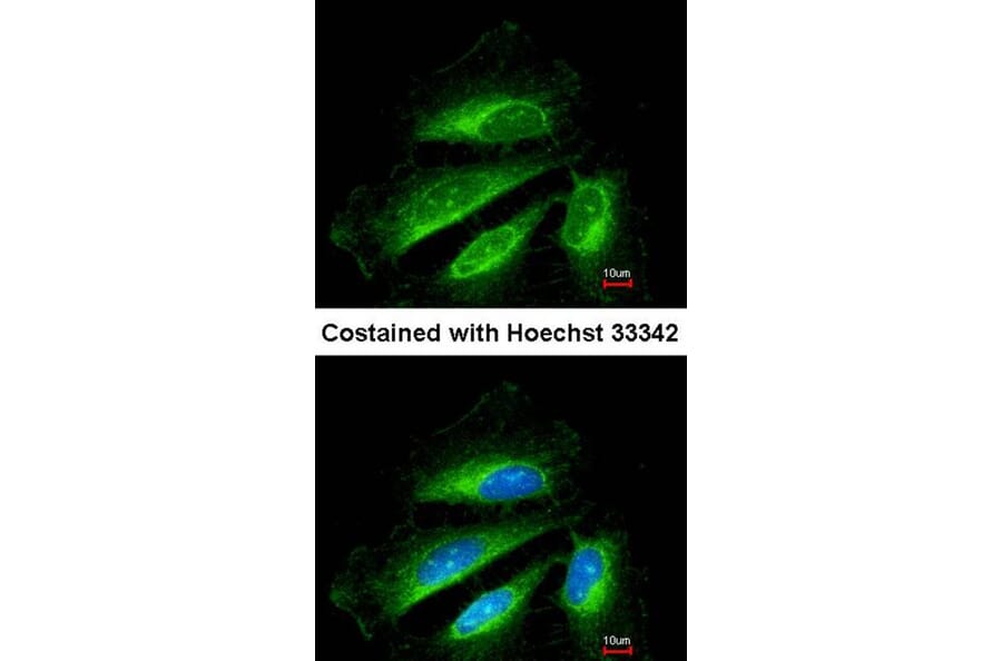 Immunofluorescence - SDHB antibody from Signalway Antibody (22803) - Antibodies.com