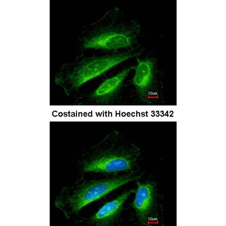 Immunofluorescence - SDHB antibody from Signalway Antibody (22803) - Antibodies.com