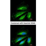 Immunofluorescence - SDHB antibody from Signalway Antibody (22803) - Antibodies.com