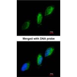 Immunofluorescence - TYK2 antibody from Signalway Antibody (22852) - Antibodies.com