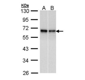 Rad9 antibody from Signalway Antibody (22866) - Antibodies.com