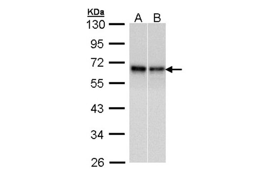 Rad9 antibody from Signalway Antibody (22866) - Antibodies.com