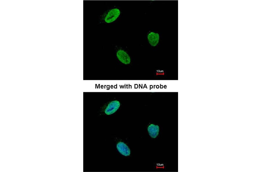 Immunofluorescence - Rad9 antibody from Signalway Antibody (22866) - Antibodies.com