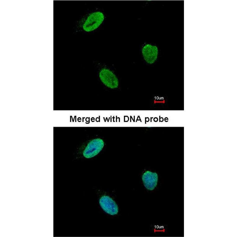 Immunofluorescence - Rad9 antibody from Signalway Antibody (22866) - Antibodies.com