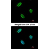 Immunofluorescence - Rad9 antibody from Signalway Antibody (22866) - Antibodies.com