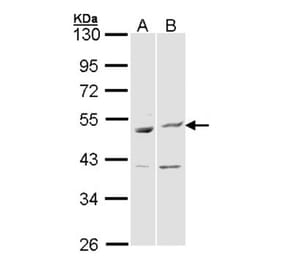 BAG5 antibody from Signalway Antibody (22869) - Antibodies.com